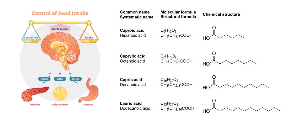 MCT oil converted to ketones MCT oil converted to ketones